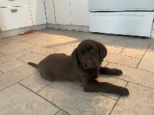 Labrador brun chiot femelle prête maintenant - Photo 4