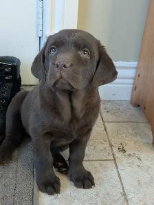 Labrador brun chiot femelle prête maintenant - Photo 5