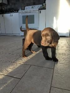 Labrador brun chiot femelle prête maintenant - Photo 6