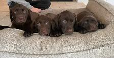 Labrador brun chiot femelle prête maintenant - Photo 7