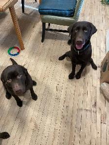 Labrador brun chiot femelle prête maintenant - Photo 8