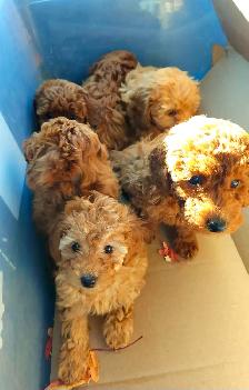 Purebred Toy Poodles looking for new home (red and apricot)
