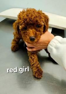 Purebred Toy Poodles looking for new home (red and apricot) - Photo 2