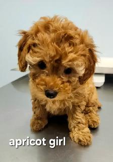 Purebred Toy Poodles looking for new home (red and apricot) - Photo 3