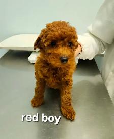 Purebred Toy Poodles looking for new home (red and apricot) - Photo 4