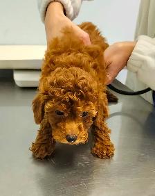 Purebred Toy Poodles looking for new home (red and apricot) - Photo 5