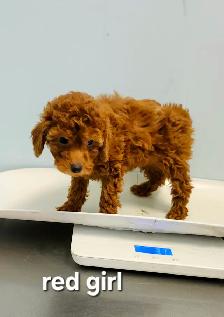 Purebred Toy Poodles looking for new home (red and apricot) - Photo 6