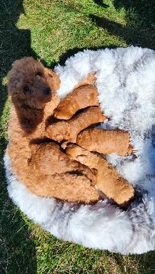 Purebred Toy Poodles looking for new home (red and apricot) - Photo 8
