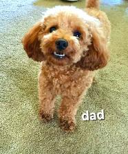 Purebred Toy Poodles looking for new home (red and apricot) - Photo 10