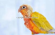 ❤️⭐❤️ BABY Conure❤️ with Cage and Food❤️⭐❤️