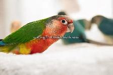 ❤️⭐❤️ BABY Conure❤️ with Cage and Food❤️⭐❤️ - Photo 3