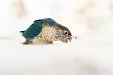 ❤️⭐❤️ BABY Conure❤️ with Cage and Food❤️⭐❤️ - Photo 5