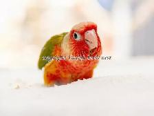 ❤️⭐❤️ BABY Conure❤️ with Cage and Food❤️⭐❤️ - Photo 6