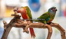 ❤️⭐❤️ BABY Conure❤️ with Cage and Food❤️⭐❤️ - Photo 7