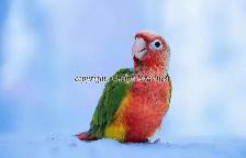 ❤️⭐❤️ BABY Conure❤️ with Cage and Food❤️⭐❤️ - Photo 8