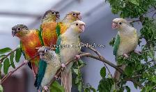 ❤️⭐❤️ BABY Conure❤️ with Cage and Food❤️⭐❤️ - Photo 9