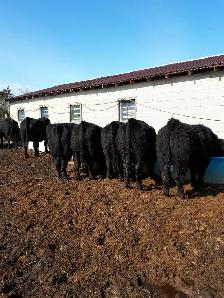 Simmental Bulls
