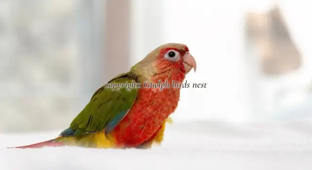 ❤️⭐❤️ BABY Conure❤️ with Cage and Food❤️⭐❤️
