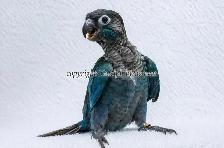 ❤️⭐❤️ BABY Conure❤️ with Cage and Food❤️⭐❤️ - Photo 6