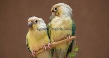 ❤️⭐❤️ BABY Conure❤️ with Cage and Food❤️⭐❤️ - Photo 7
