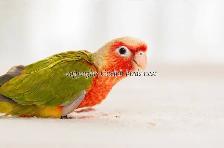 ❤️⭐❤️ BABY Conure❤️ with Cage and Food❤️⭐❤️ - Photo 9