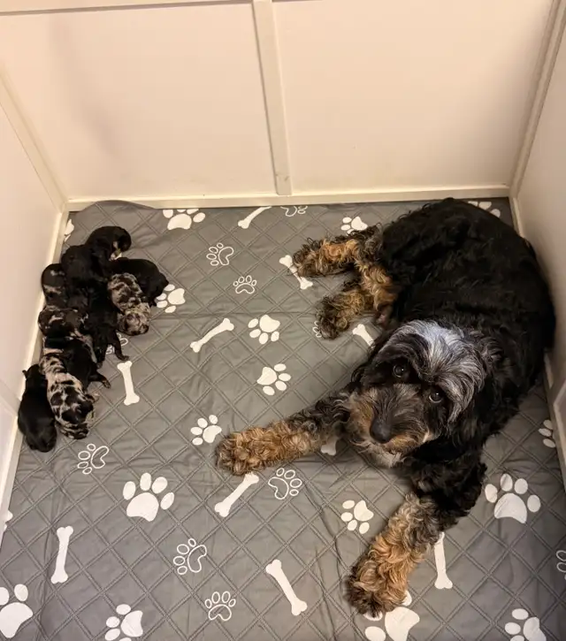 Mini Aussiedoodles F1B