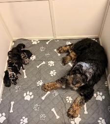 Mini Aussiedoodles F1B