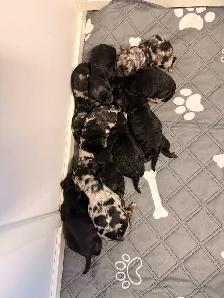 Mini Aussiedoodles F1B - Photo 2