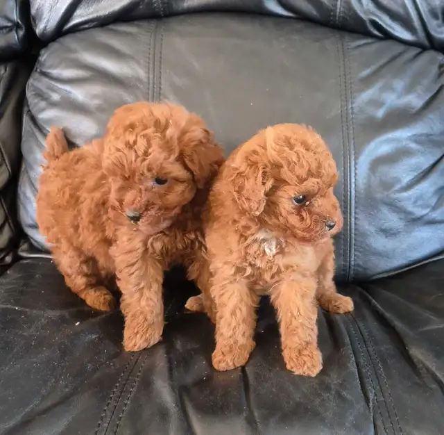 Red toy poodles