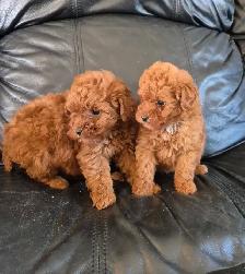 Red toy poodles - Photo 2
