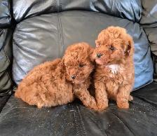 Red toy poodles - Photo 3