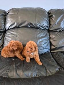 Red toy poodles - Photo 4