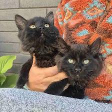 Dark Tortie Bonded Kitten Sisters