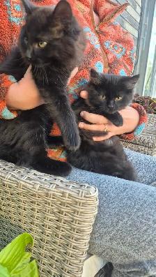 Dark Tortie Bonded Kitten Sisters - Photo 2