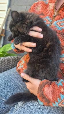 Dark Tortie Bonded Kitten Sisters - Photo 3