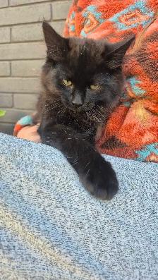 Dark Tortie Bonded Kitten Sisters - Photo 4