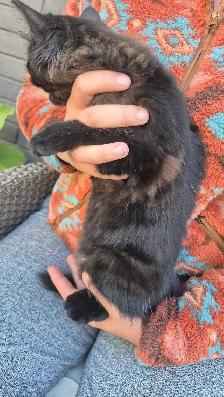 Dark Tortie Bonded Kitten Sisters - Photo 5