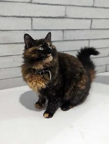 Dark Tortie Bonded Kitten Sisters - Photo 6