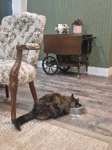 Dark Tortie Bonded Kitten Sisters - Photo 7
