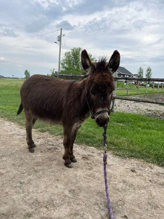 Miniature Donkey