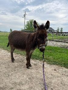 Miniature Donkey