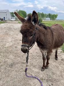 Miniature Donkey - Photo 2