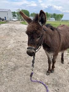 Miniature Donkey - Photo 3