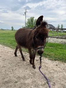 Miniature Donkey - Photo 4