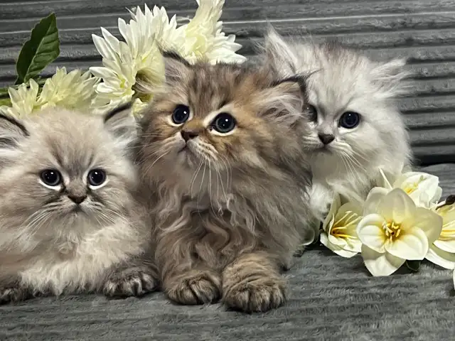 Chatons persans et himalayens