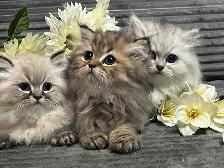 Chatons persans et himalayens