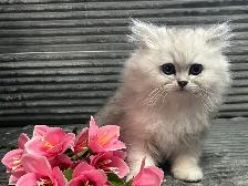 Chatons persans et himalayens - Photo 2