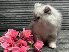 Chatons persans et himalayens - Photo 3