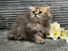 Chatons persans et himalayens - Photo 4