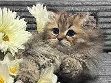 Chatons persans et himalayens - Photo 5